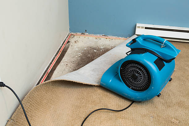 Best Water damage contractors near me  in Wamego, KS
